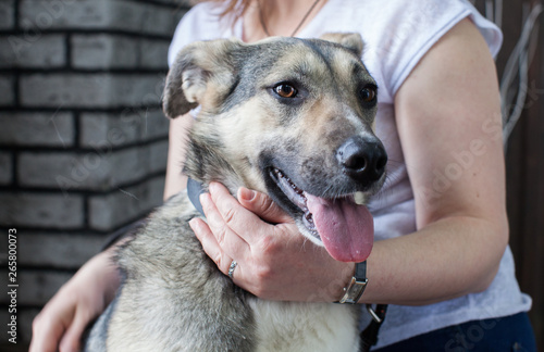 poor dog in the gentle arms