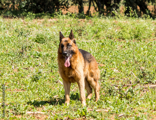 german shepherd dog on the grass