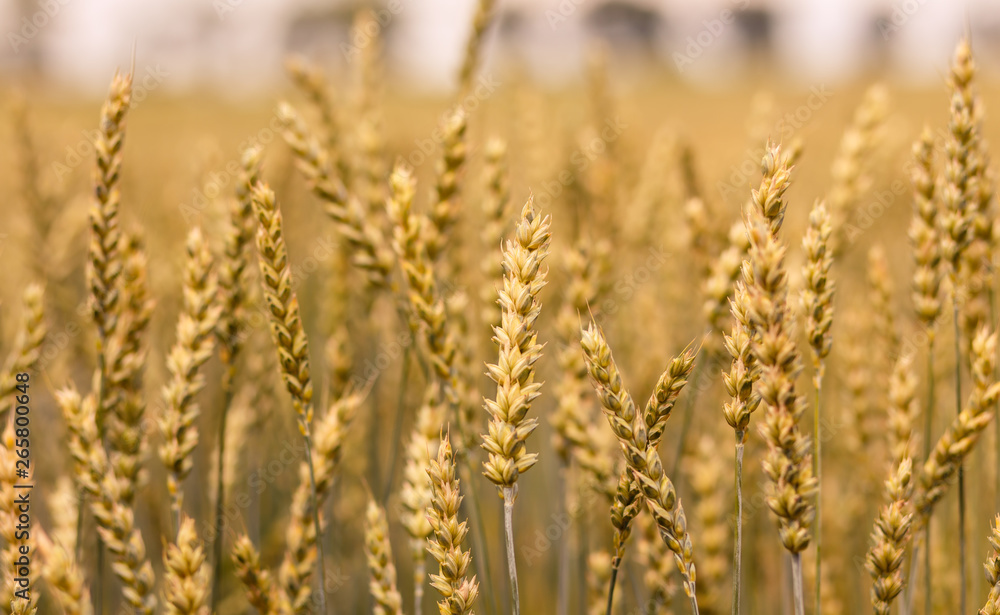 Close up of golden ear on the wheat or rye field background. small depth of field.  landscape in rural. rich harvest. retro style.
