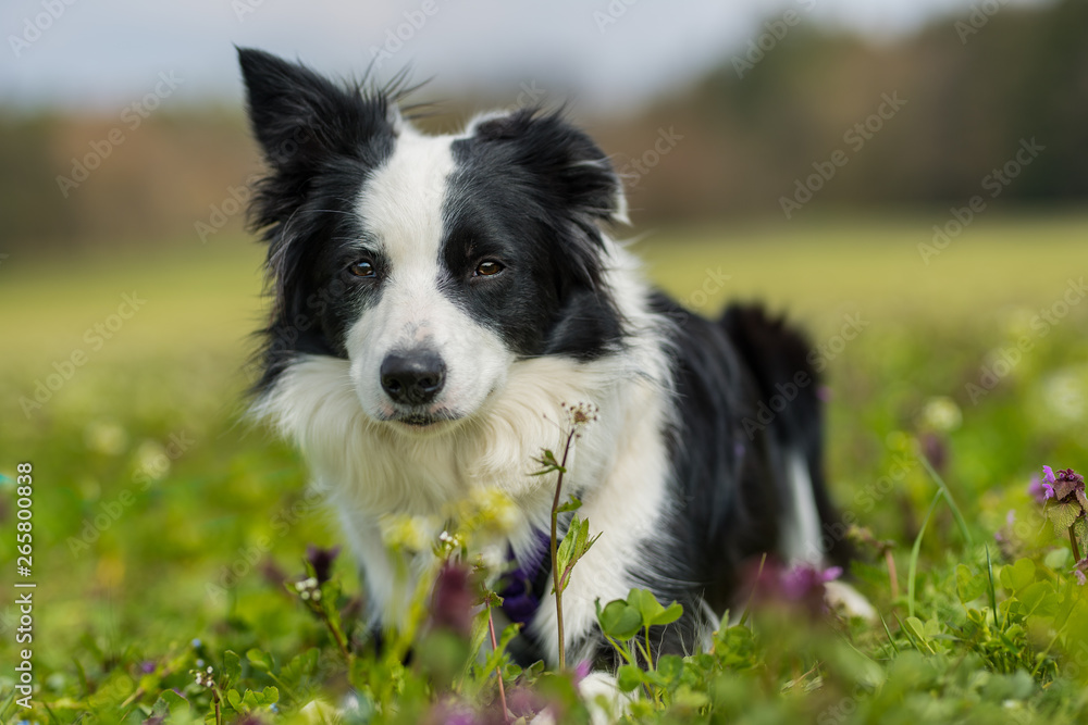 Young border collie in a flower meadow