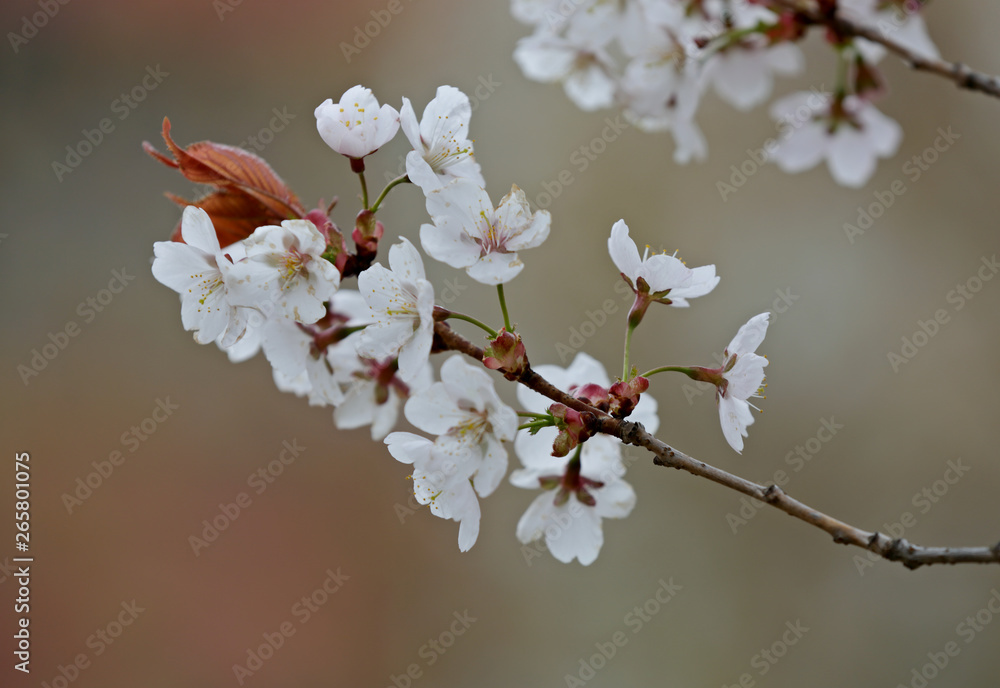 In spring time cherry trees bloom with white flowers In spring time cherry trees bloom with white flowers