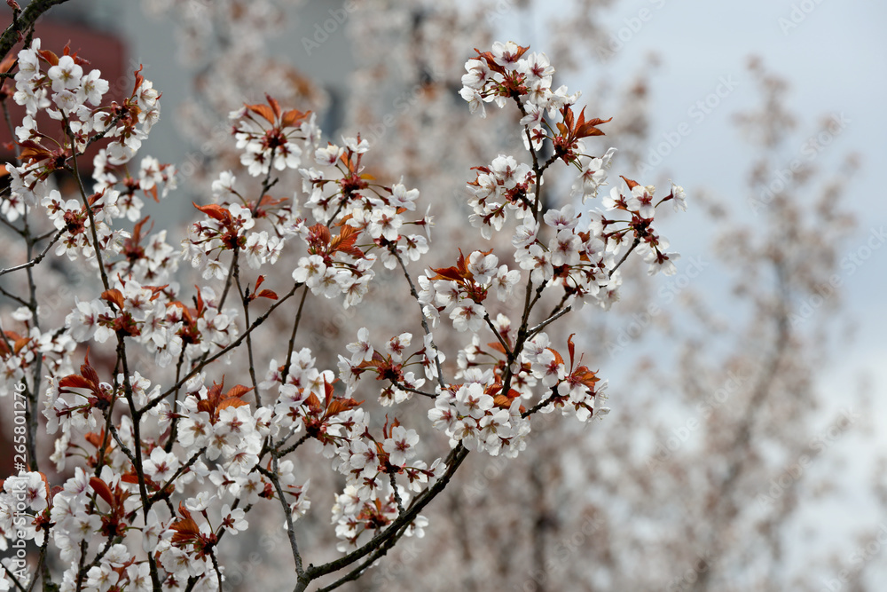 In spring time cherry trees bloom with white flowers In spring time cherry trees bloom with white flowers