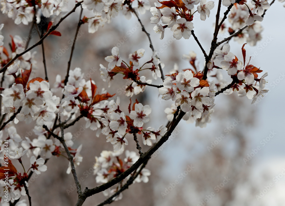 In spring time cherry trees bloom with white flowers In spring time cherry trees bloom with white flowers