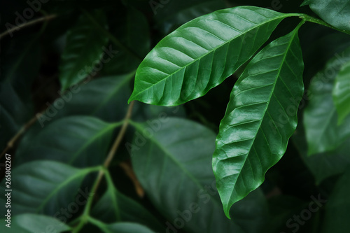 Fresh Coffee Leaves in Dark Tone Color