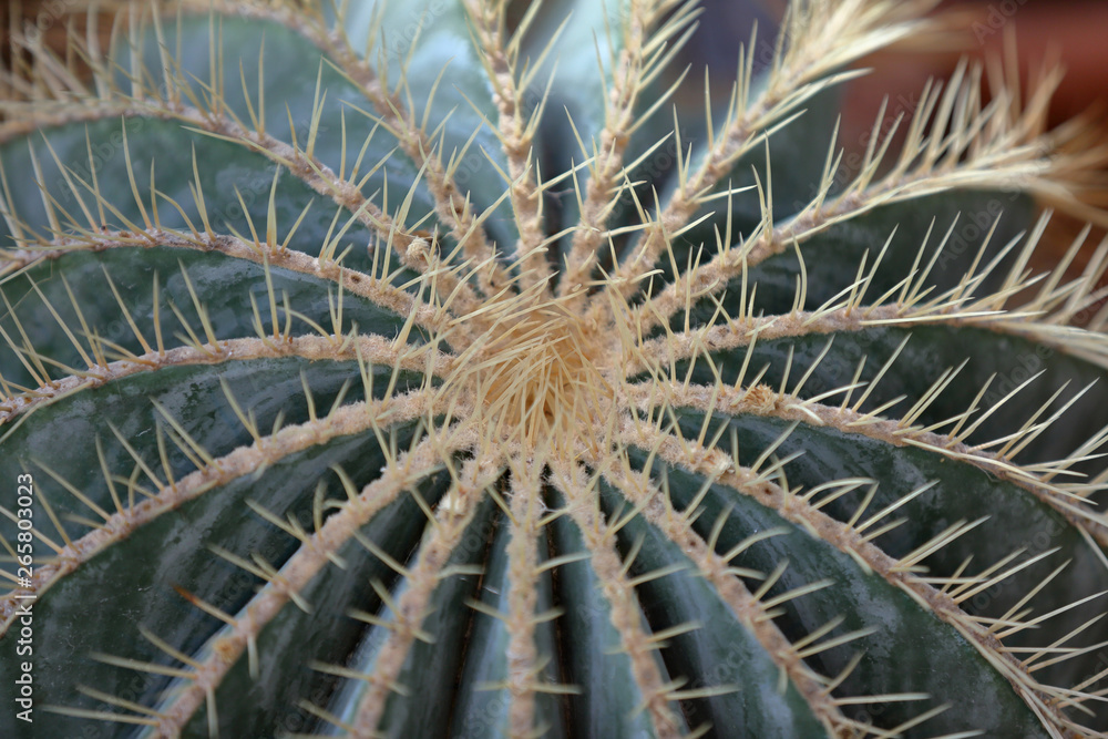Cactus. Rare exotic succulent from the family of the perennial flowering plants Cactus. Rare exotic succulent from the family of the perennial flowering plants