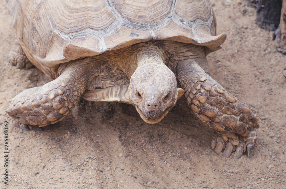 Obraz premium A huge live turtle crawling through the sand.