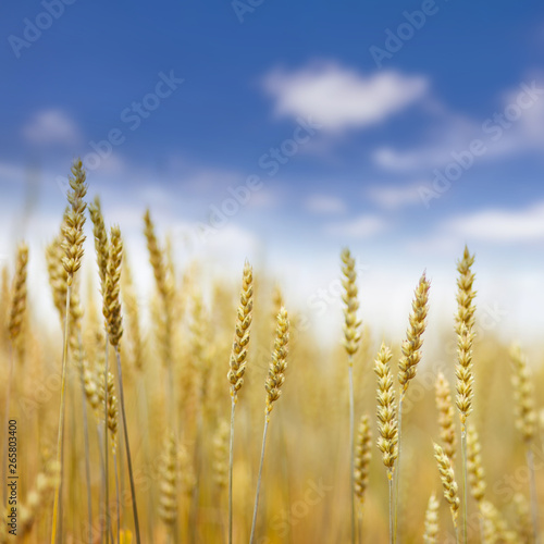 full of ripe grains  golden ears of wheat or rye close up on a  blue sky background.