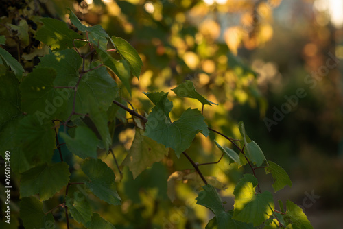 Autumn golden leaves decorate a beautiful nature bokeh background with forest ground.