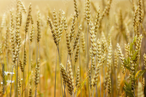 golden spikelets of wheat or rye  close up in sunny day.