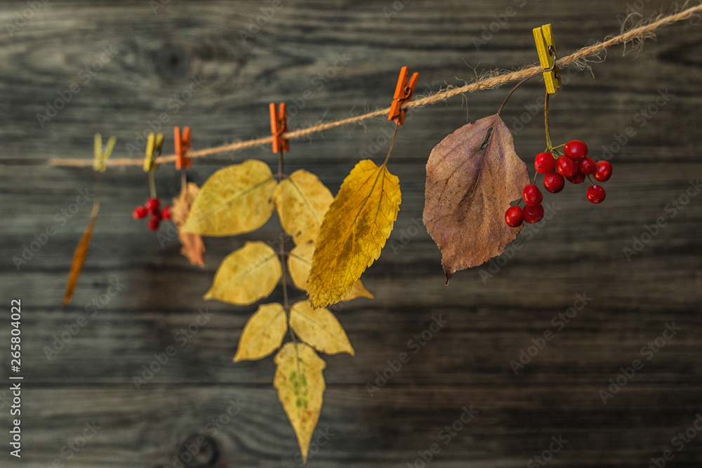 Obraz premium Autumn frame for your idea and text. Autumn dry twigs of shrubs with leaves of yellow, red, orange on an old wooden board. Model of autumn. Toned vintage image. Selective focus.