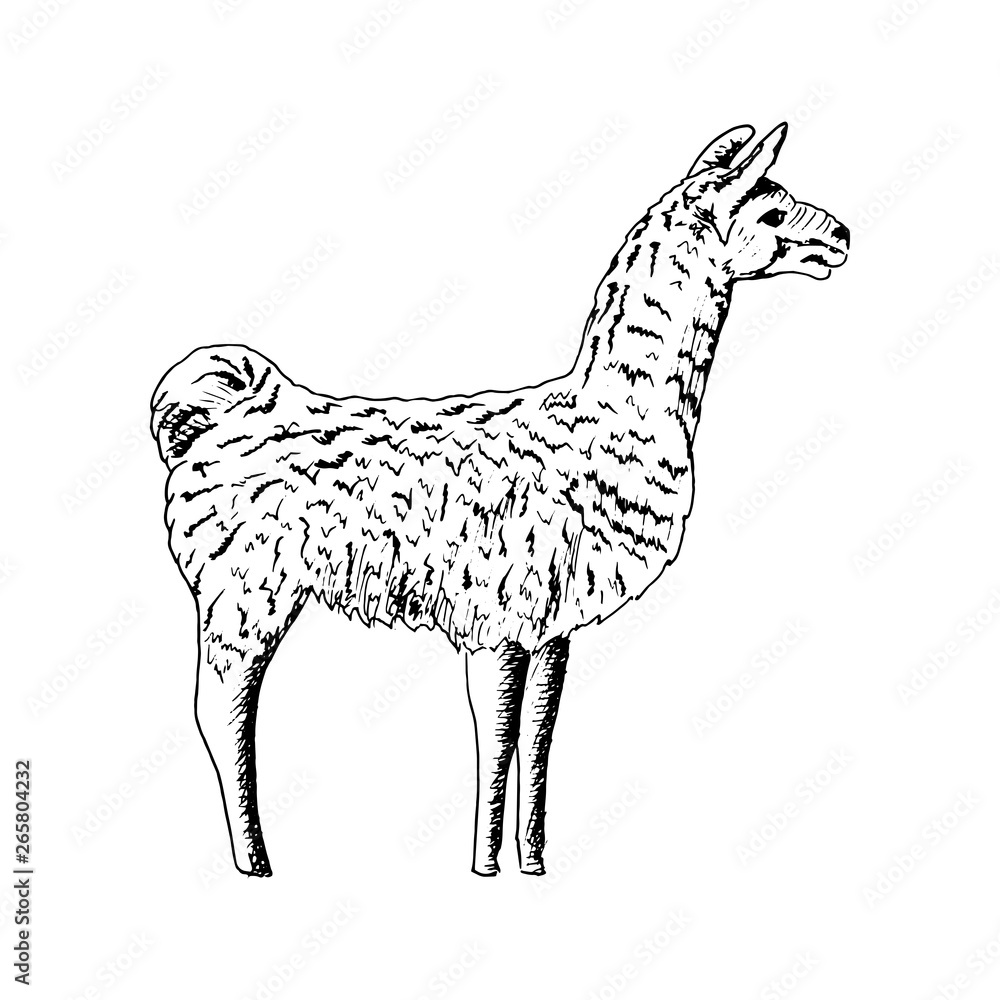 Llama, Cute ink pen sketch alpaca. realistic lama animl. Ands, South  America. simple drawing, hand drawn vector illustration. Stock Vector |  Adobe Stock