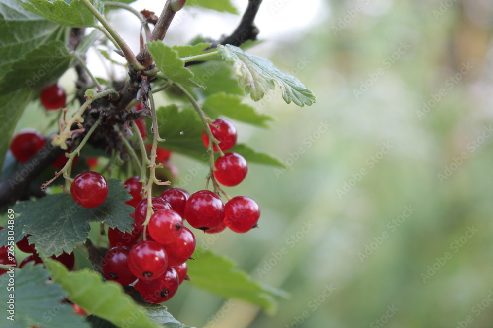 currant currant