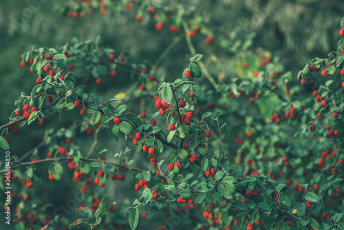 Autumn leaves and berries nature background. Autumn in the garden. Beautiful autumn landscape with leaves.