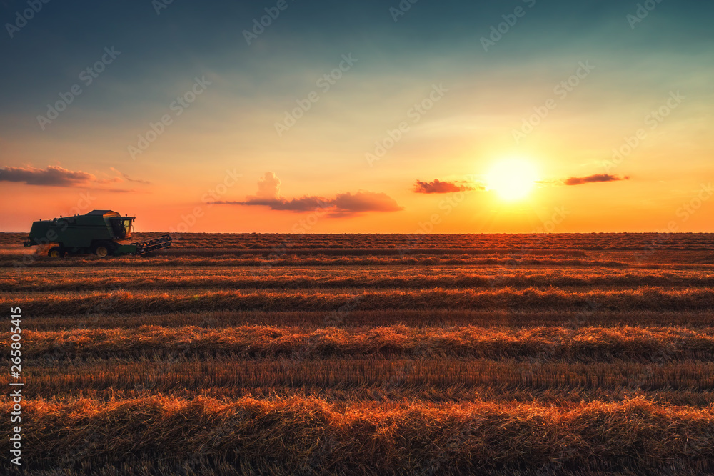 Combine harvester machine working in a wheat field at sunset