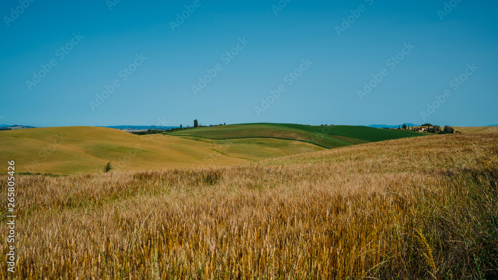 Traditional countryside and landscapes of beautiful Tuscany. Fields in golden colors and cypresses. Italy, Europe. Holiday, traveling concept. Agro tour of Europe.