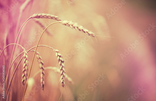 Wheat field. full of ripe grains, golden ears of wheat or rye close up with drops of dew.