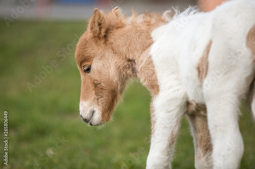kleines geschecktes Shetlandpony Fohlen Pony 