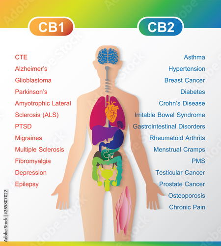 human endocannabinoid system work CB1 and CB2