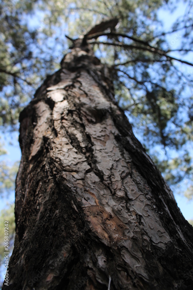 tree in forest