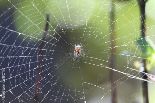 Spider webs © Feride