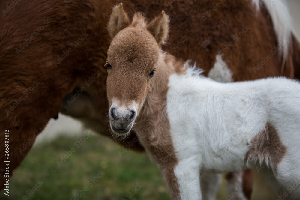 Shetlandpony Fohlen