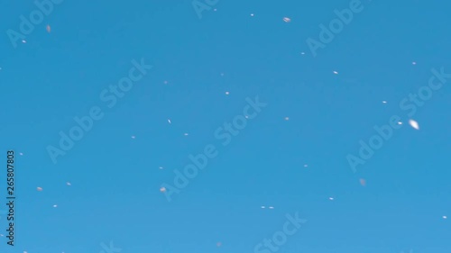 桜吹雪と青空のスローモーション (実写)