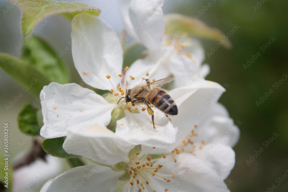 Honey bee collecting nectar on a white apple flower on branch Honey bee collecting nectar on a white apple flower on branch