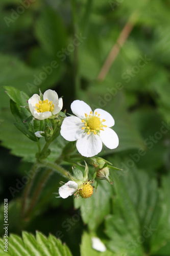 Wild strawberry plants with white flowers in springtime. Fragaria vesca in bloom