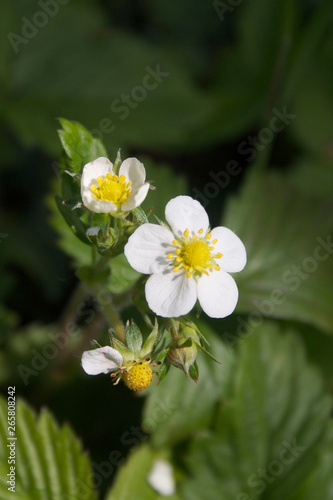 Wild strawberry plants with white flowers in springtime. Fragaria vesca in bloom