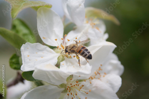 Honey bee collecting nectar on a white apple flower on branch