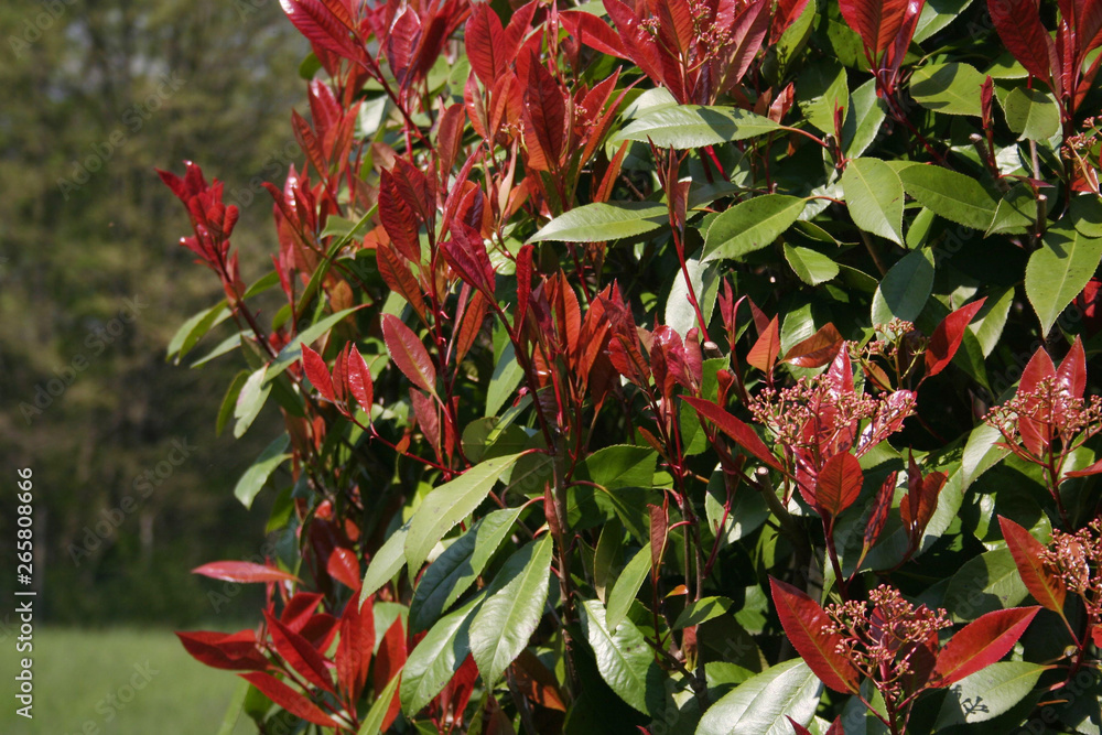 Red sprouts of Red Robin Photinia bush in the garden. Photinia x ...