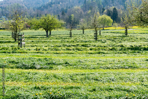 freshly cut fields and meadows with blossoming young fruit trees in an orchard photo