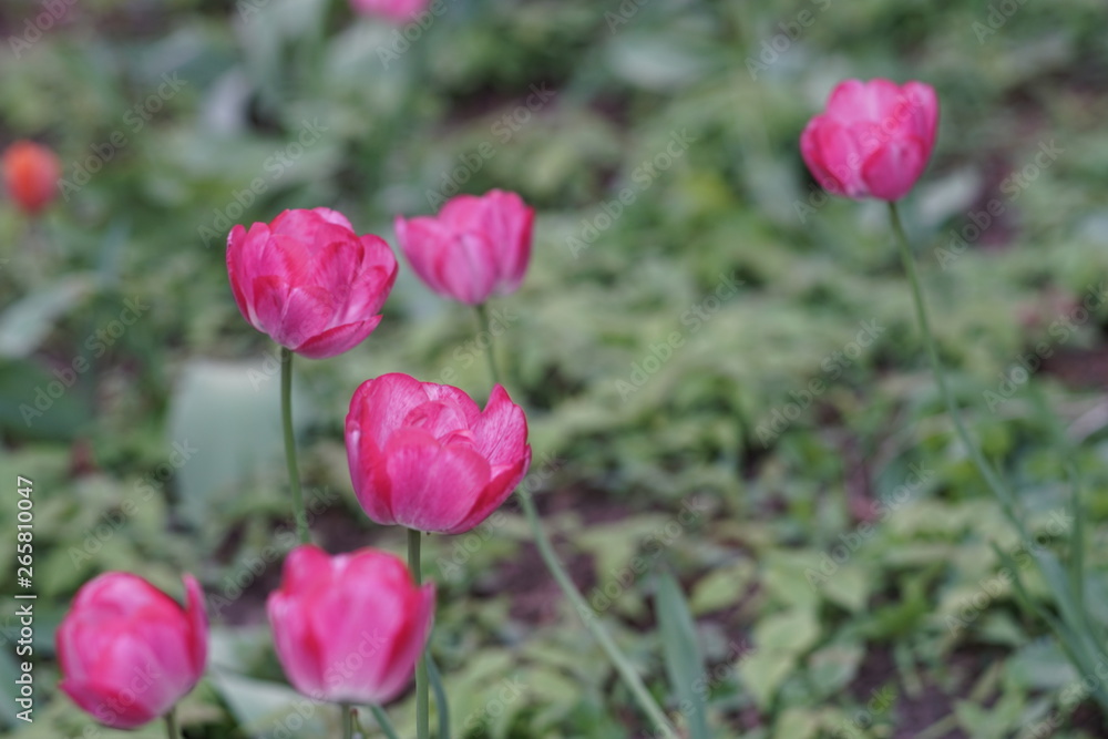Pink tulips garden area