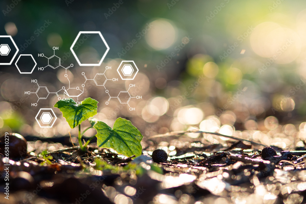 Εκτύπωση καμβά Plants background with biochemistry structure.