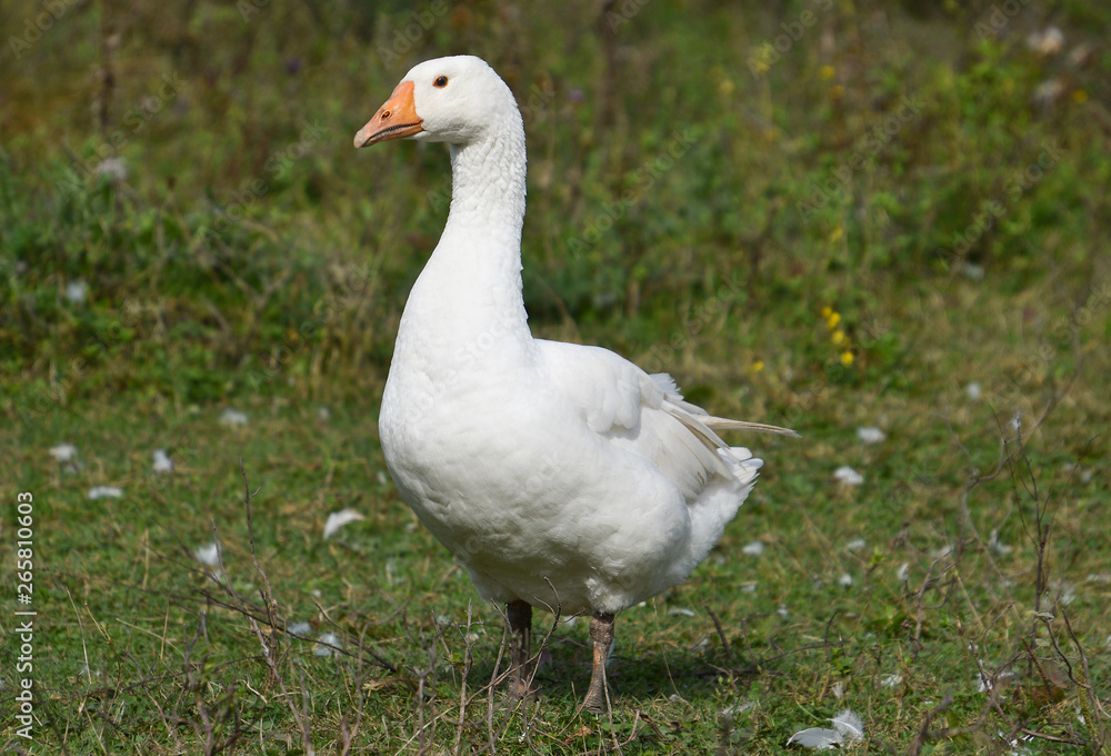 White domestic goose with an orange beak on among the autumn grass on a country farm White domestic goose with an orange beak on among the autumn grass on a country farm