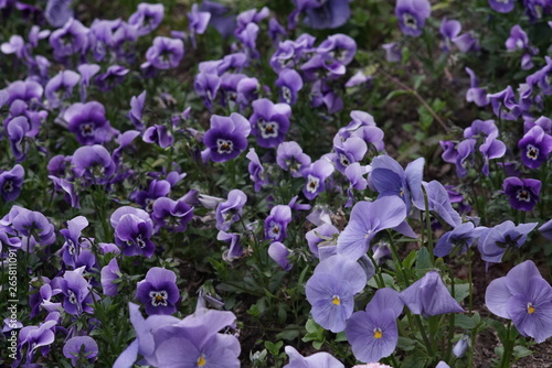 Violet pansy flowers blooming