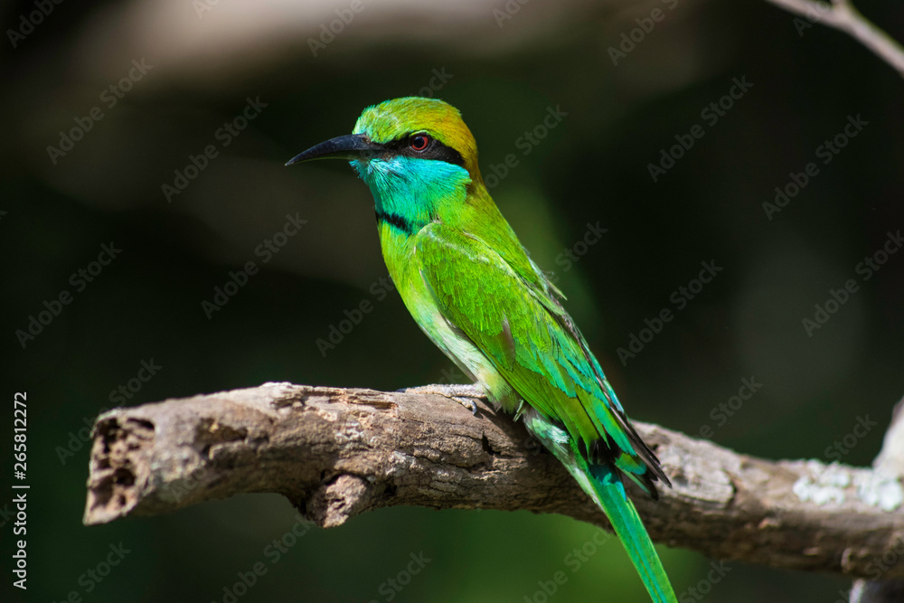 Fototapeta premium Green bee-eater Sri Lanka