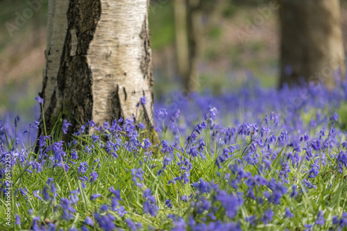 Bluebells in woods.
