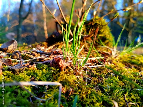 moss on a tree © Christian