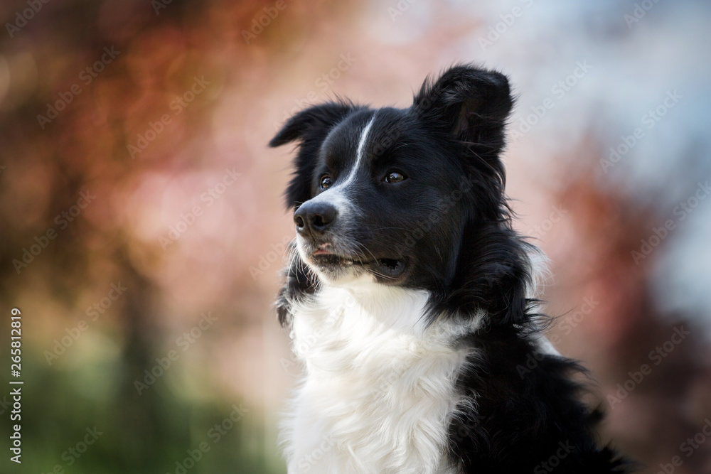 Border Collie Border Collie