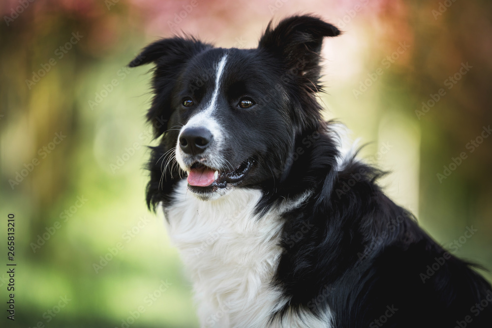 hübscher Hund;  Border Collie Rüde im Porträt; 
