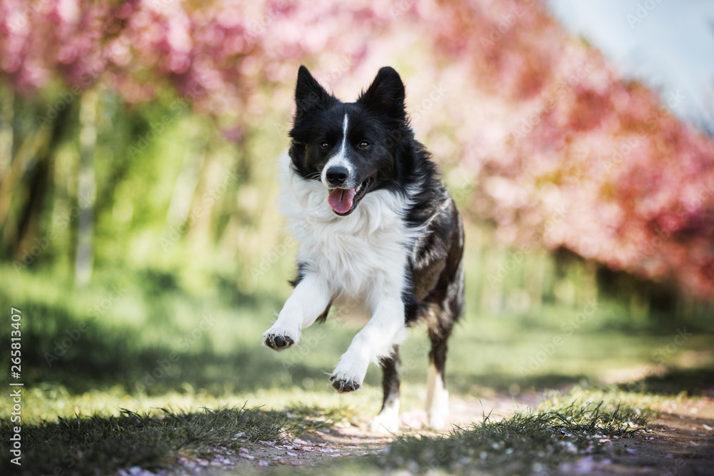 Border Collie Border Collie