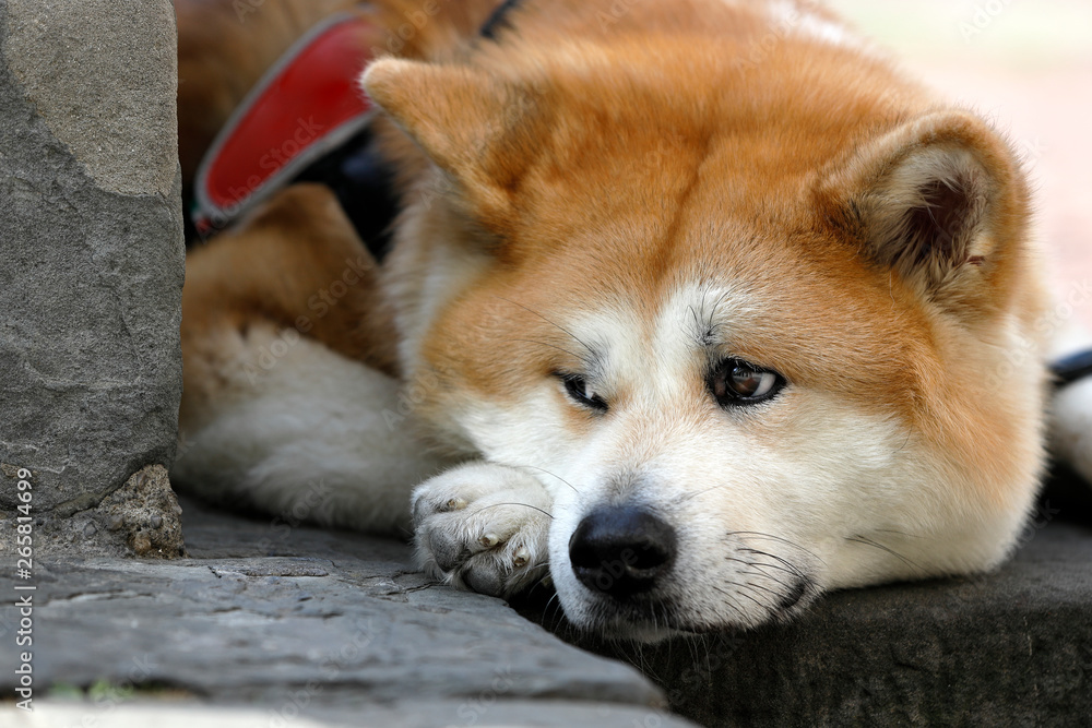 an akita dog crouched on the ground looks at passersby