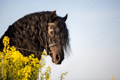 Obraz na plátně Schwarze Pferde im Raps Friese Hengst im Feld mit blauem schönen Himmel im Sonne