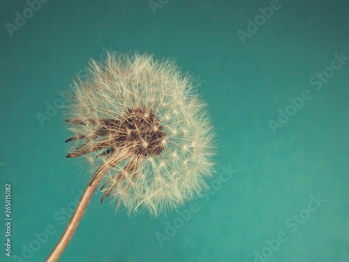 Close Up of Dandelion on on blue-green background