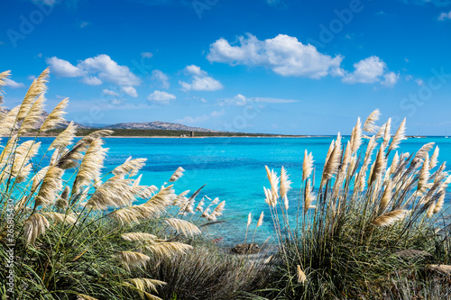 Fotografie, Obraz Sardegna, il mare di fronte alla spiaggia la Pelosa a Stintino