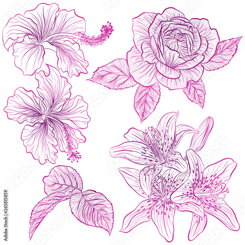 Vector illustration in line art style. Set of flowers of hibiscus, rose, lily isolated on white background. Hand drawn botanical picture