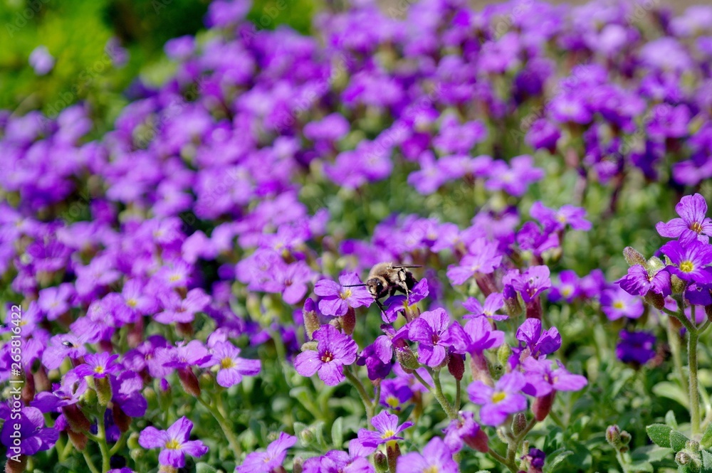 Bee and purple flowers, nature, color.