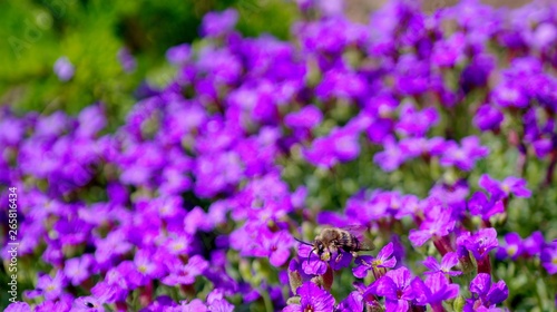 Bee and purple flowers  nature  color.