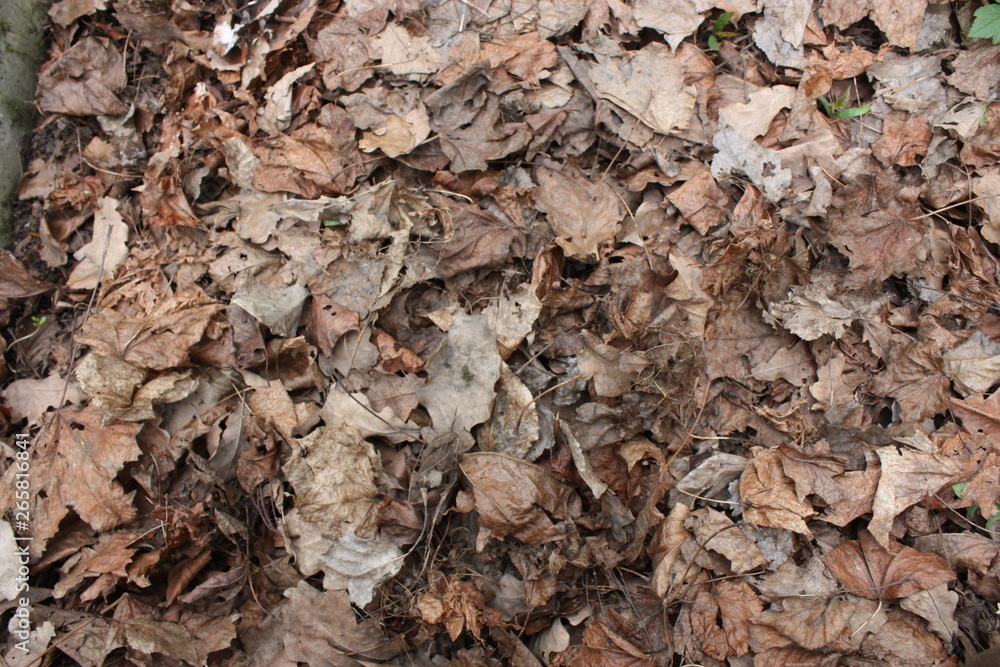  old dry leaves on the ground in the forest  